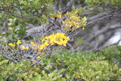 Nothofagus betuloides