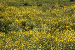 Ranunculus peduncularis