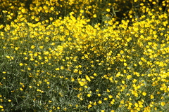 Ranunculus peduncularis