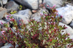Epilobium australe