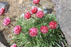 Armeria curvifolia