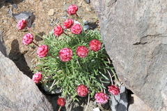 Armeria curvifolia