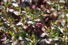 Epilobium australe
