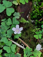 Oxalis montana image