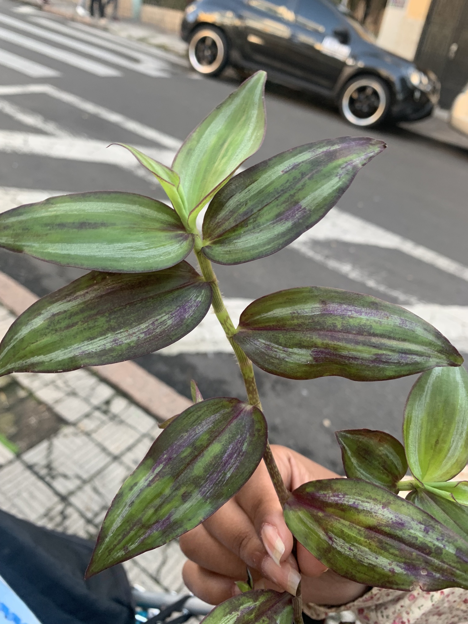 Tradescantia zebrina