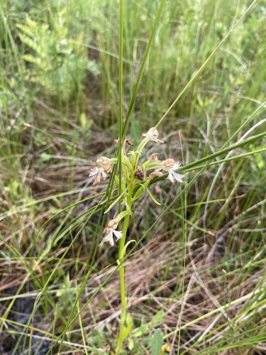 Image of Platanthera leucophaea by (c) Dan MacNeal, some rights reserved (CC BY)