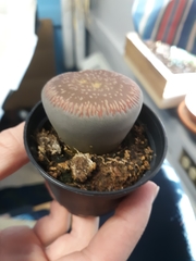 Lithops