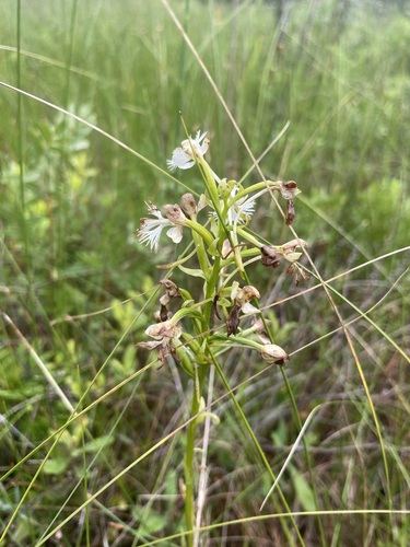 Image of Platanthera leucophaea by (c) Dan MacNeal, some rights reserved (CC BY)