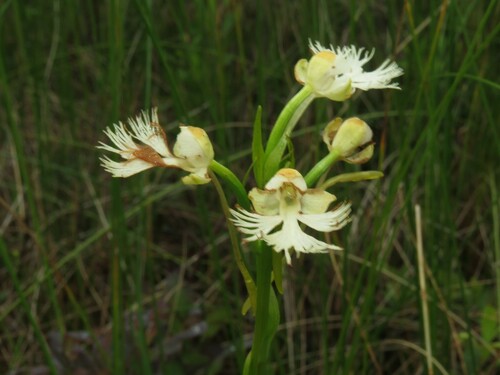 Image of Platanthera leucophaea by (c) Dan MacNeal, some rights reserved (CC BY)