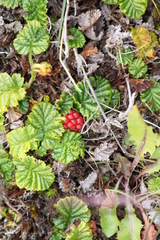 Rubus geoides