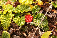 Rubus geoides