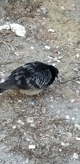 Columba livia domestica