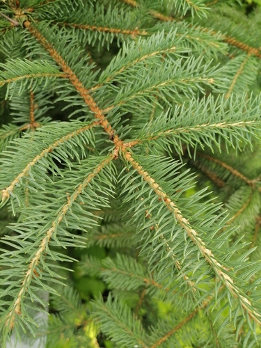 Picea koyamae iNat (1)