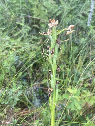 Image of Platanthera leucophaea by (c) Dan MacNeal, some rights reserved (CC BY)