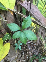 Parthenocissus quinquefolia image