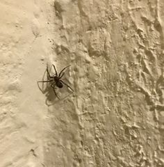 Steatoda castanea
