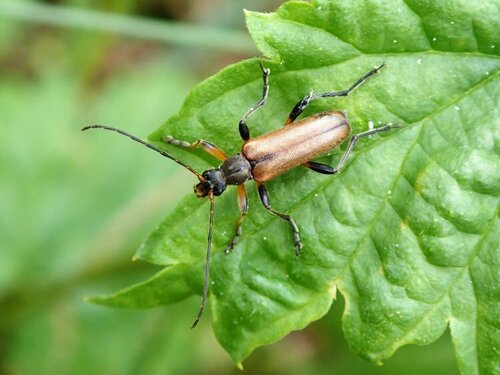Pušinis skujagraužis nuotrauka