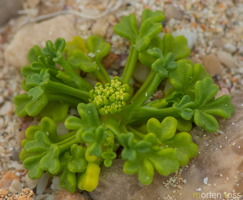 Trachyspermum pimpinelloides image