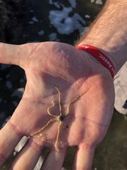 Amphiodia occidentalis