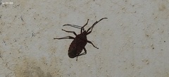 Urochela quadrinotata