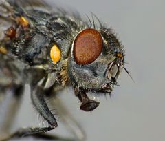 Ptilonesia auronotata