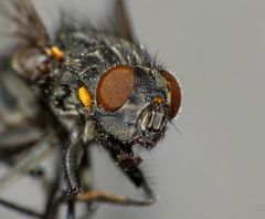 Ptilonesia auronotata