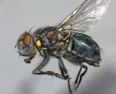 Ptilonesia auronotata