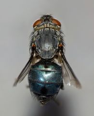 Ptilonesia auronotata