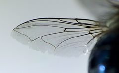 Ptilonesia auronotata