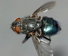 Ptilonesia auronotata