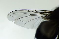 Ptilonesia auronotata