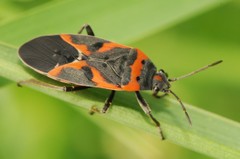 Lygaeus kalmii angustomarginatus