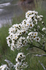 Senecio smithii
