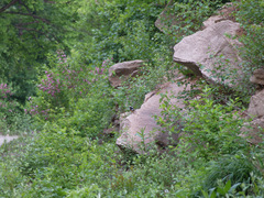 Phoenicurus auroreus