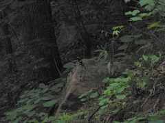 Phoenicurus auroreus