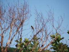 Phoenicurus auroreus