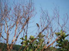 Phoenicurus auroreus