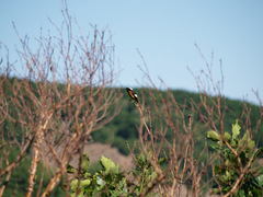 Phoenicurus auroreus