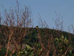 Phoenicurus auroreus