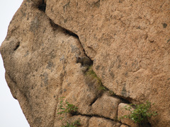 Sciurotamias davidianus