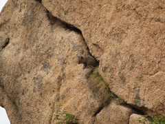 Sciurotamias davidianus