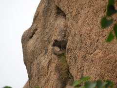 Sciurotamias davidianus