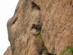 Sciurotamias davidianus