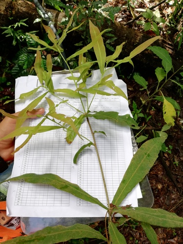 Quercus salicifolia