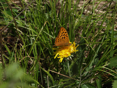 Argynnis