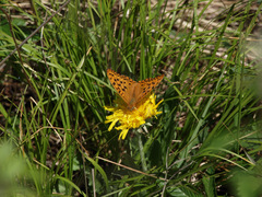 Argynnis
