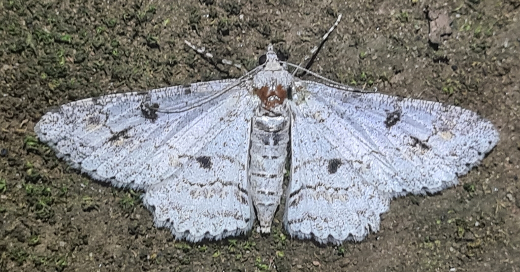 Cleora pavlitzkiae