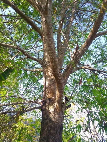 Quercus salicifolia