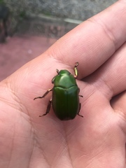 Pelidnota prasina