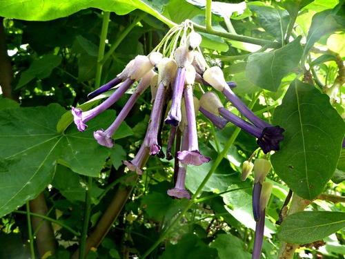 Iochroma calycinum